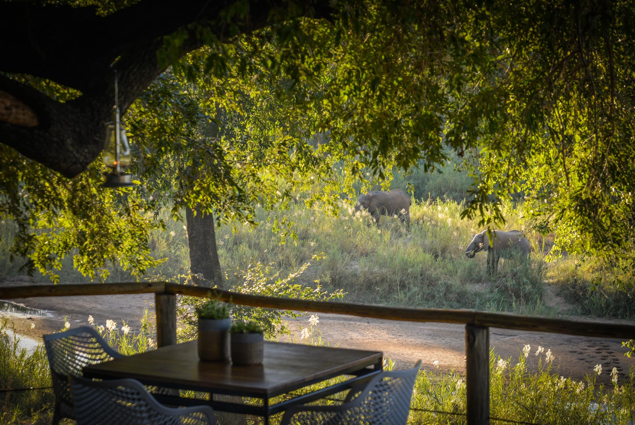 Lion Sands Narina Lodge سابس ساند جيم ريسير المظهر الخارجي الصورة